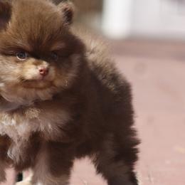 Pomeranians from English Rose Poms