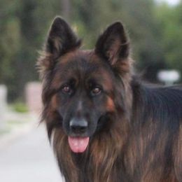 Wolfie - German Shepherd