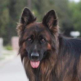 Wolfie - German Shepherd