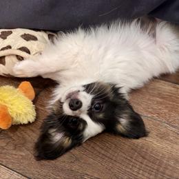 Cowboy - White black and tan male Papillon puppy in Woods Cross, Utah from Cloud Papillon