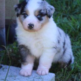 Da Vinci (blue eyes) - Blue merle Australian Shepherd puppy in Roanoke, Virginia from Miniature Angels Farm