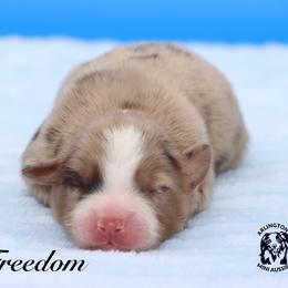 Freedom - Red merle male Miniature Australian Shepherd puppy in Weeki Wachee, Florida from Arlington's Mini Aussies