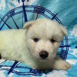 AKC Diamond - White female Siberian Husky puppy in Centreville, Maryland from Huskies By the Bay