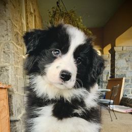 Border Collie Puppies from Beloved Border Collies