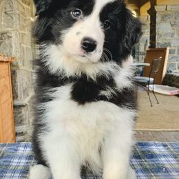 Border Collie Puppies from Beloved Border Collies
