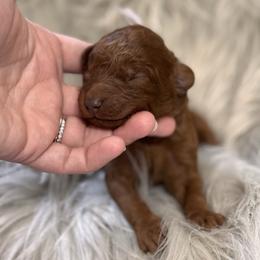 Sadie - Red  female Poodle puppy in Osyka, Mississippi from Southern Sunshine Standards