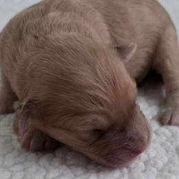 Red sable girl - Red sable female Havapoo puppy in Medina, Ohio from Momma's Minis