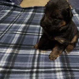 German Shepherd All Grown Up from Von Freimeier Kennels