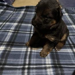German Shepherd All Grown Up from Von Freimeier Kennels