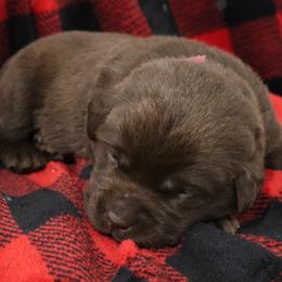 Mittens - Chocolate female Labrador Retriever puppy in Camden, Indiana from Camden's Caring Canines