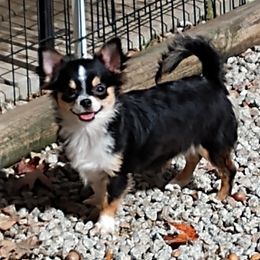Taylor - Chihuahua