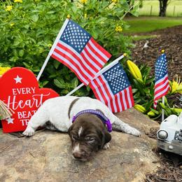 Purple - Liver and white female German Shorthaired Pointer puppy in Jefferson, Georgia from Miracles Happen Farm