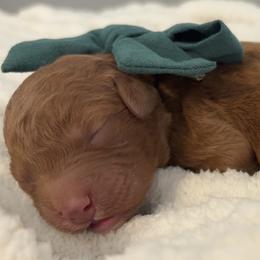 Goldendoodle Puppies from Pickard’s country Golden doodles
