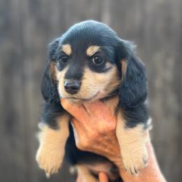 Sammy - Black and cream male Dachshund puppy in California from Longboard Dachshunds