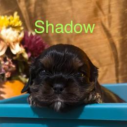 Shadow - Black and tan male Cavalier King Charles Spaniel puppy in Broken Arrow, Oklahoma from Cavalier King Charles Heartland
