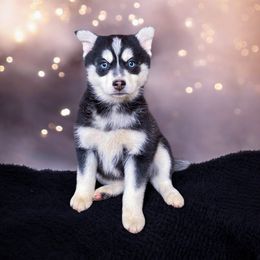 Cupid - Pomsky puppy from Periwinkle Pomskies