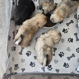 Girl 1 - Red female Tibetan Spaniel puppy in Jacksonville, North Carolina from Coliseum de Cassiope