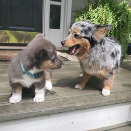 American Corgi and Pembroke Welsh Corgi Puppies from Koko's Kennels