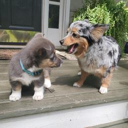 American Corgi and Pembroke Welsh Corgi Puppies from Koko's Kennels