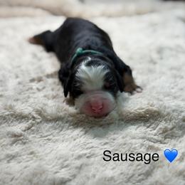 Sausage - Tri-color male Bernedoodle puppy in El Campo, Texas from Little Fur Friends Bernedoodles