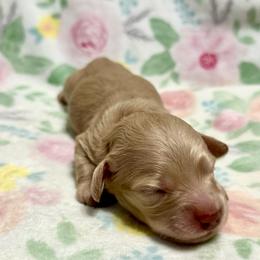 Ivory- 3250 - Cream female Dachshund puppy in Biloxi, Mississippi from Southern Doxies