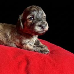 Akc Shaded Cream Brindle - Brindle male Dachshund puppy in Lehigh Acres, Florida from Ruby Rose Dachshund Dynasty
