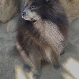 Zeus - Pomeranian