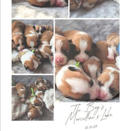 Boy 5 - White and red male Pembroke Welsh Corgi puppy in Milton, Florida from Milton Corgis