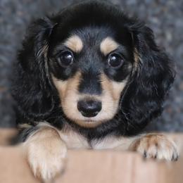 Liberty - Black and cream female Dachshund puppy in Azle, Texas from American Dachshunds