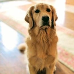 Golden Retriever All Grown Up from Liberty LionsWatch Goldens and Havanese