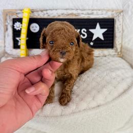 Venus - Red  female Poodle puppy in Florida from Adorable Toy-Miniature Poodles