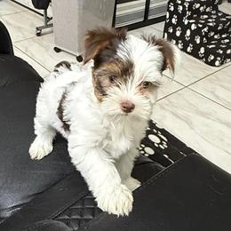 Freckles AKC - Chocolate, tan and white female Yorkshire Terrier puppy in Labelle, Florida from Chocolate and Parti Yorkies in Florida