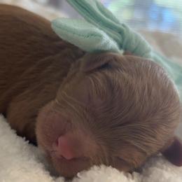 Goldendoodle Puppies from Pickard’s country Golden doodles