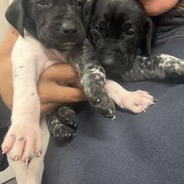 German Shorthaired Pointer Puppies from Red Hills GSPs
