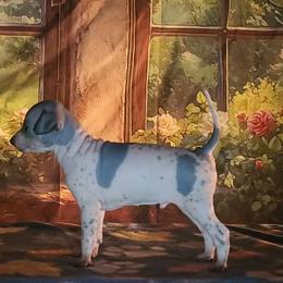 Hearts Slate Blue Haven - Haven - White and blue male American Hairless Terrier puppy in Lebanon, Missouri from Hearts Companions