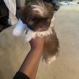 Shih Tzu Puppies from Patton's Shih Tzus