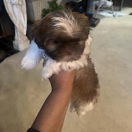 Shih Tzu Puppies from Patton's Shih Tzus