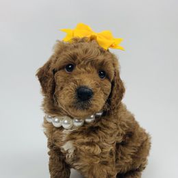 Bernedoodle and Goldendoodle Puppies from Cottrell’s Poodles & Doodles