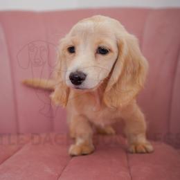 Lolli - Cream female Dachshund puppy in Temecula, California from Naomi Magee's Dachshund Kennel