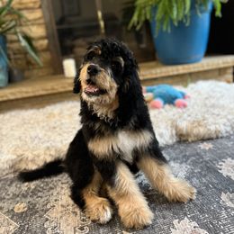 Bernedoodle and Poodle Puppies from Doggy Darlins