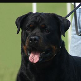 Norris - Rottweiler
