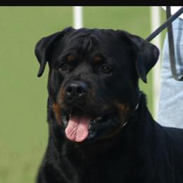 Norris - Rottweiler