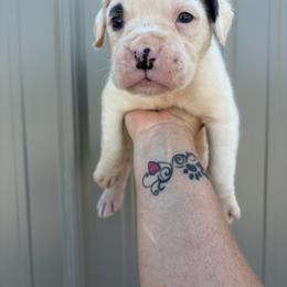 Spot - White male Boxer puppy in Louisville, Kentucky from Nelson’s Fancy Frenchies and Bulldogs