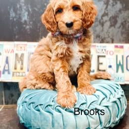 Brooks - Apricot male Goldendoodle puppy in Pasco, Washington from Camp Doodle Woods