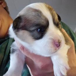 Max - Red male Pembroke Welsh Corgi puppy in Walnut, Iowa from Michelle's House of Corgi's