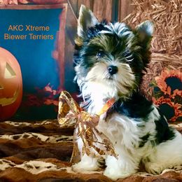 Xtreme Girl - Black tan and white female Biewer Terrier puppy in Jonestown, Pennsylvania from AKC Xtreme Biewer Terriers...