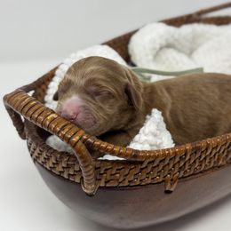 Baby - Teal - Red female Australian Labradoodle puppy in Citrus Heights, California from Elite Blend Labradoodles