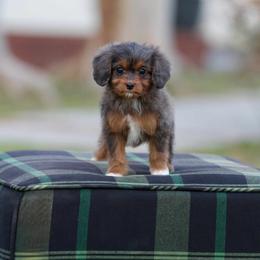 Beignet - Merle male Bernedoodle puppy in Denham Springs, Louisiana from GimiPup Doodles
