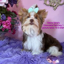 Chocolate Parti 1 - Chocolate, tan and white male Yorkshire Terrier puppy in Lincoln, Nebraska from Exquisite Dancing Yorkie for Sale