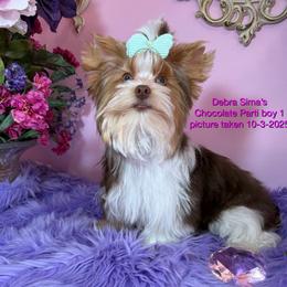 Chocolate Parti 1 - Chocolate, tan and white male Yorkshire Terrier puppy in Lincoln, Nebraska from Exquisite Dancing Yorkie for Sale